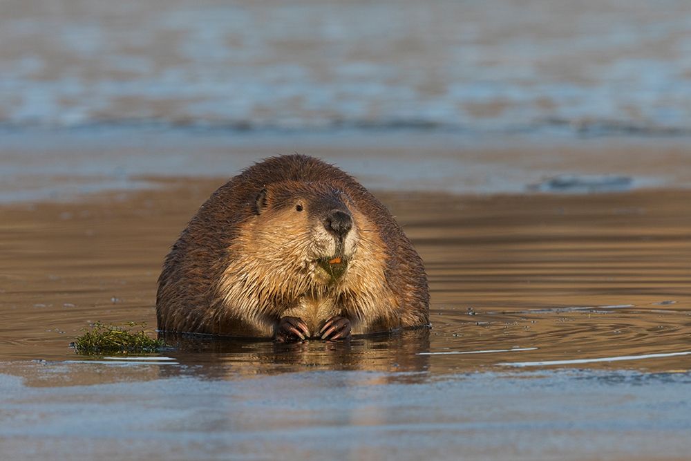 Beaver-foraging in early winter